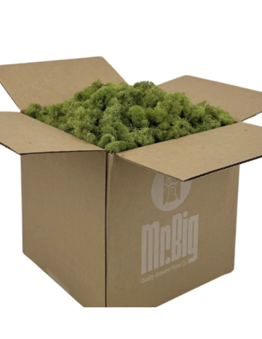 Reindeer Moss – Preserved | BULK Box | Wholesale & Bulk