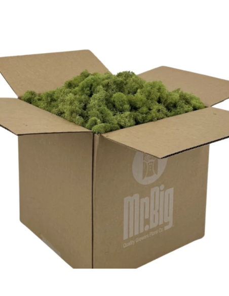 Reindeer Moss BULK Box Preserved