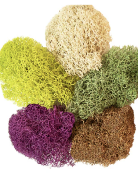 Reindeer Moss Consumer Packages Preserved