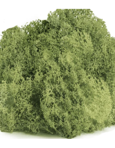 Reindeer Moss Consumer Packages Preserved