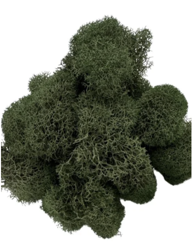 Reindeer Moss Consumer Packages Preserved