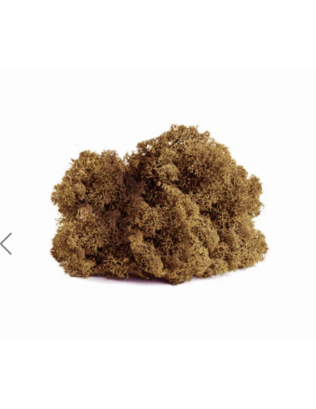 Reindeer Moss Consumer Packages Preserved