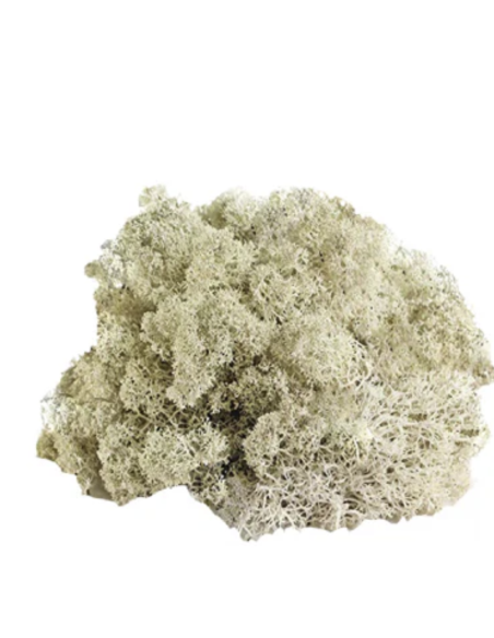 Reindeer Moss Consumer Packages Preserved
