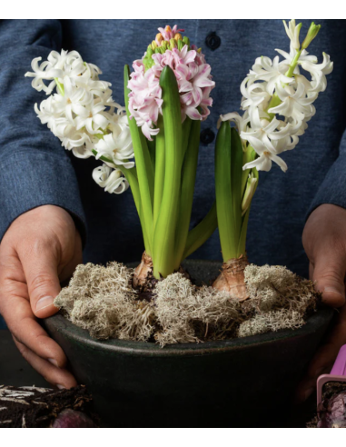 Reindeer Moss Consumer Packages Preserved