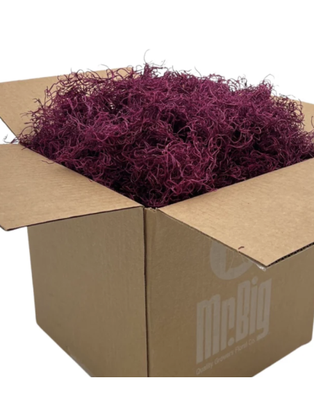 Preserved Spanish Moss | Bulk & Wholesale Moss for Events & Installations