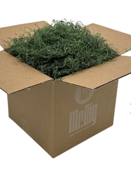 Preserved Spanish Moss | Bulk & Wholesale Moss for Events & Installations