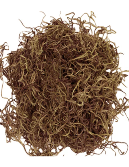 Preserved Spanish Moss | Bulk & Wholesale Moss for Events & Installations