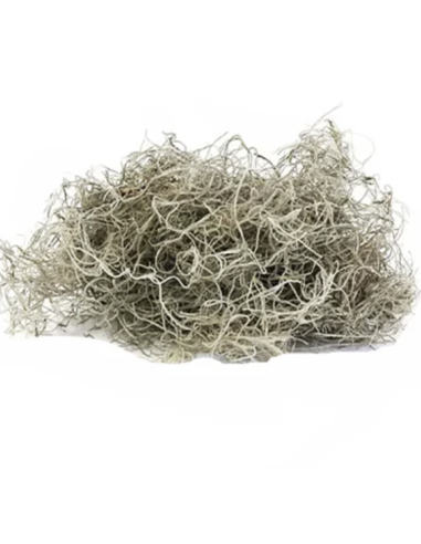 Preserved Spanish Moss | Bulk & Wholesale Moss for Events & Installations