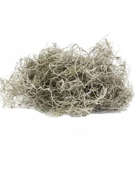 Preserved Spanish Moss | Bulk & Wholesale Moss for Events & Installations