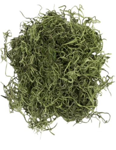 Spanish Moss PRESERVED By the Box