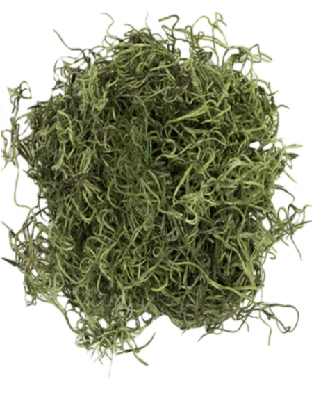 Preserved Spanish Moss | Bulk & Wholesale Moss for Events & Installations