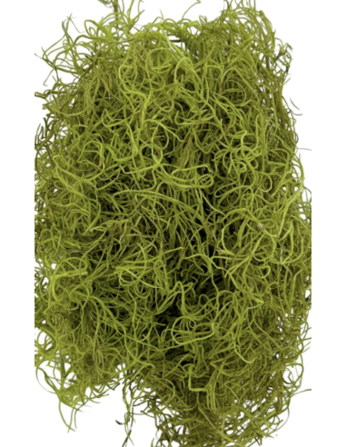 Preserved Spanish Moss | Bulk & Wholesale Moss for Events & Installations