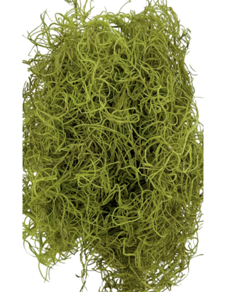 Preserved Spanish Moss | Bulk & Wholesale Moss for Events & Installations