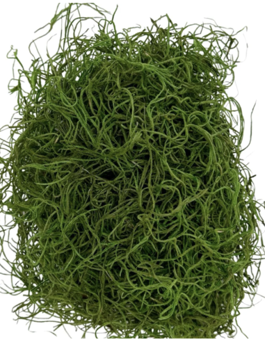 Preserved Spanish Moss | Bulk & Wholesale Moss for Events & Installations