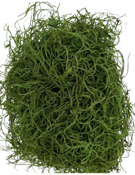 Preserved Spanish Moss | Bulk & Wholesale Moss for Events & Installations