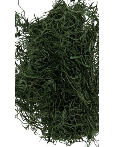 Spanish Moss PRESERVED By the Box