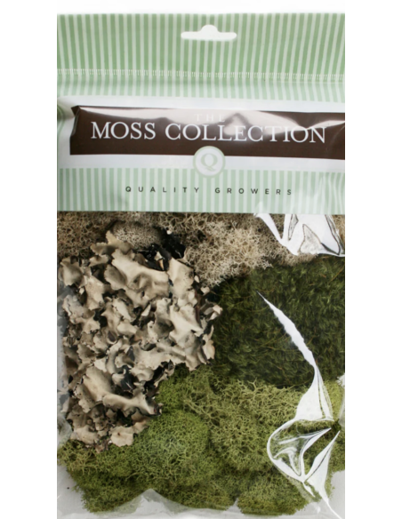 Variety Pack Mosses — Consumer Packages | Wholesale Moss Assortment