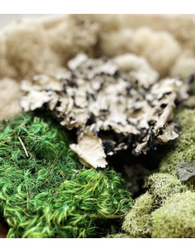 Variety Pack Mosses — Consumer Packages | Wholesale Moss Assortment