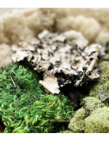 Variety Pack Mosses — Consumer Packages | Wholesale Moss Assortment