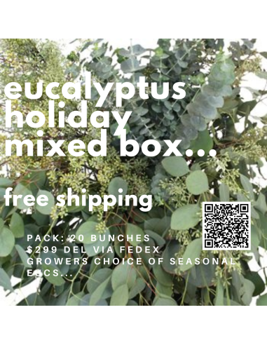 Eucalyptus Mixed Box for Valentine’s Day | 20 Bunches Luxury Wholesale Greens