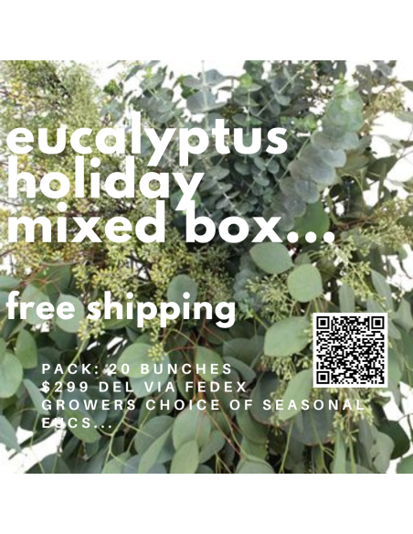 Eucalyptus Mixed Box for Valentine’s Day | 20 Bunches Luxury Wholesale Greens