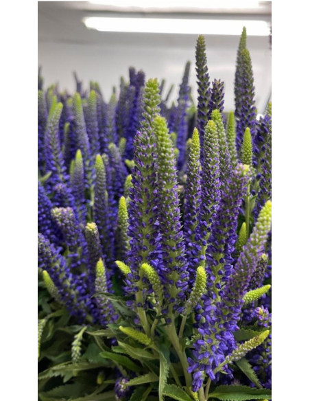 Veronica ‘Skyler Blue’ | Fresh Blue Veronica (100 Stems Wholesale)