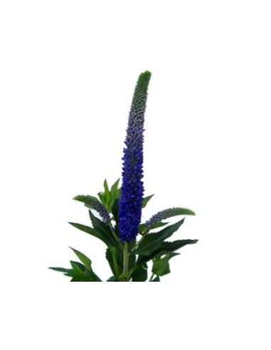 Veronica
