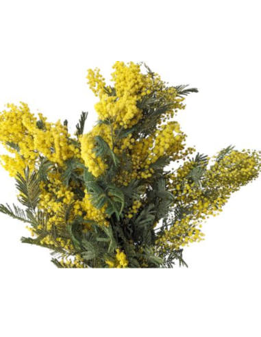 French Fluffy Acacia Bagged