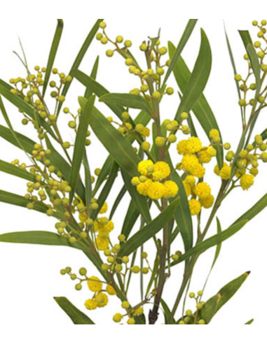 French Fluffy Acacia Bagged