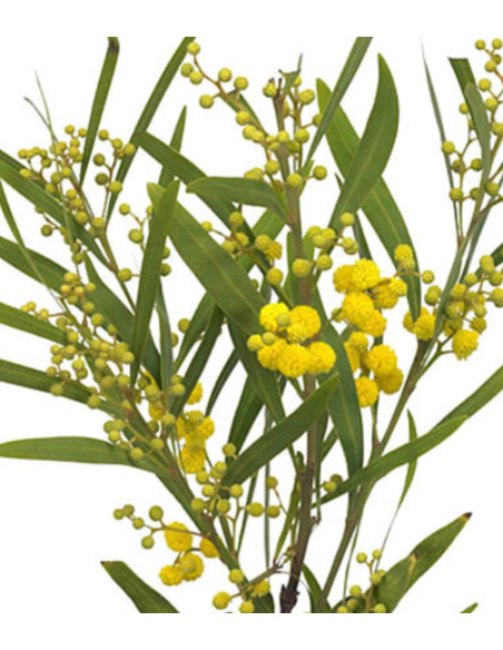 French Fluffy Acacia Bagged