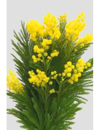 French Fluffy Acacia Bagged