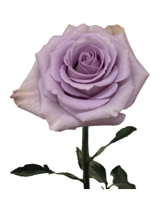 Star Platinum Lavender Rose 50 / 100 / 200 stems 2