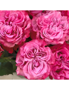 COUNTRY BLUES Garden Rose