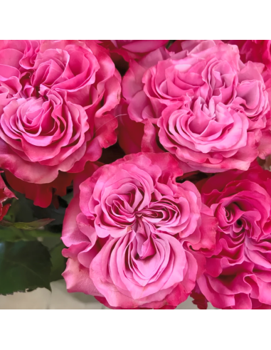 COUNTRY BLUES Garden Rose