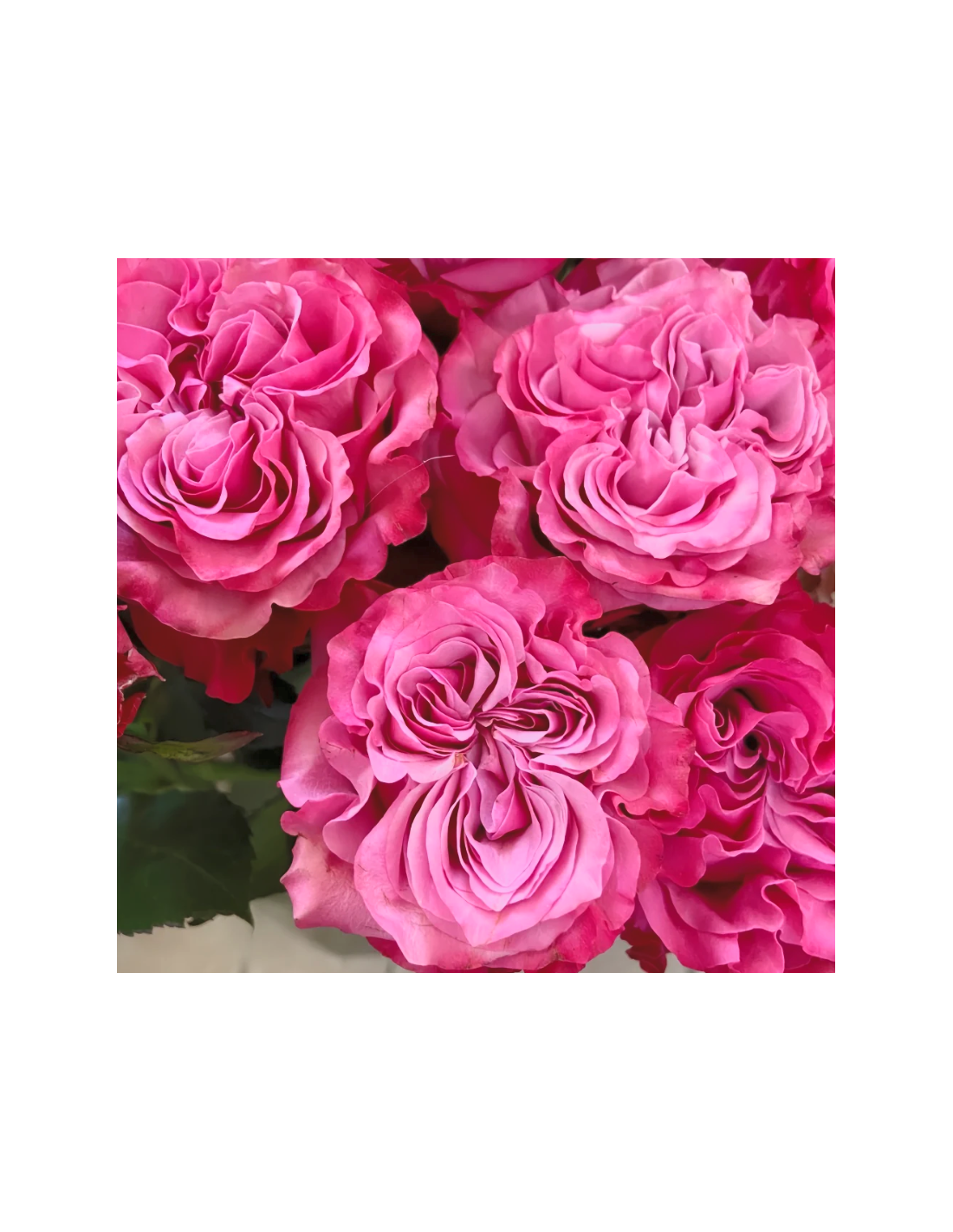 Gone Country Roses COUNTRY BLUES Garden Rose # of Stems 100