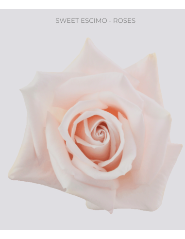SWEET ESKIMO light pink rose 125 Stems
