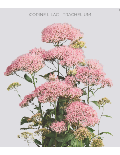 Trachelium Lilac 120 stems