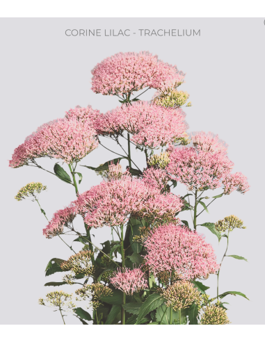 Trachelium Lilac 120 stems