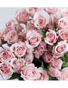 Medium Pink Spray Roses 120 Stems | Grower’s Choice Wholesale 2