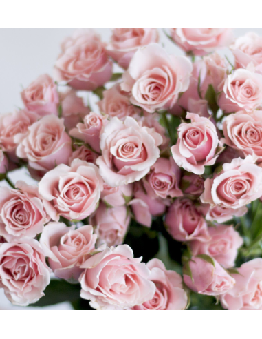 Medium Pink Spray Roses 120 Stems | Grower’s Choice Wholesale