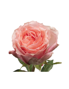 Baru Garden Rose | Salmon Orange Garden Roses Wholesale