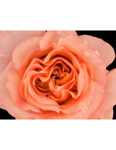 Baru Garden Rose | Salmon Orange Garden Roses Wholesale 2