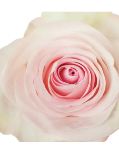 Grateful Pink Roses | Soft Warm‑Pink Roses Wholesale