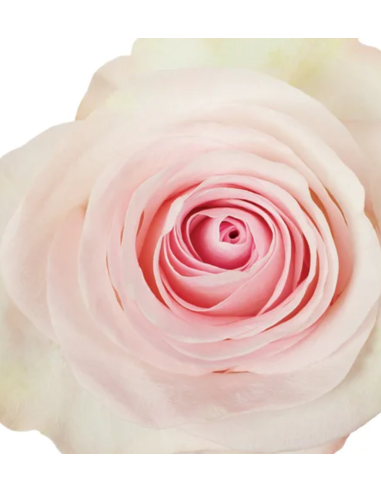 Grateful Pink Roses | Soft Warm‑Pink Roses Wholesale