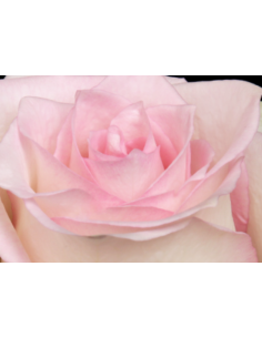 Pink Ragazza Pink Roses | Bright Medium‑Pink Roses Wholesale & Bulk