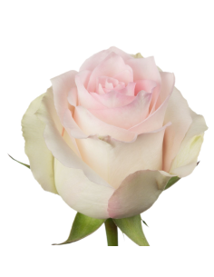Pink Ragazza Pink Roses | Bright Medium‑Pink Roses Wholesale & Bulk 2