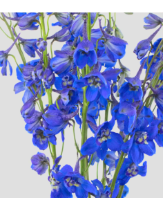 Delphinium Volkenfrieden