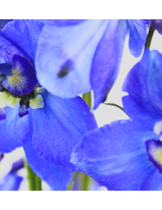 Delphinium Volkenfrieden 2
