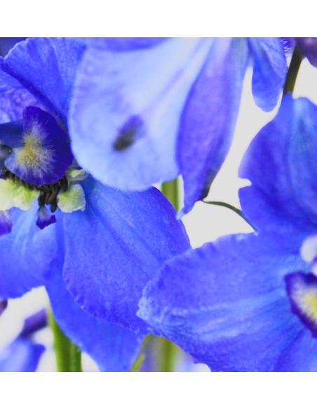 Delphinium Volkenfrieden – Wholesale & Bulk (80cm, 140 Stems)