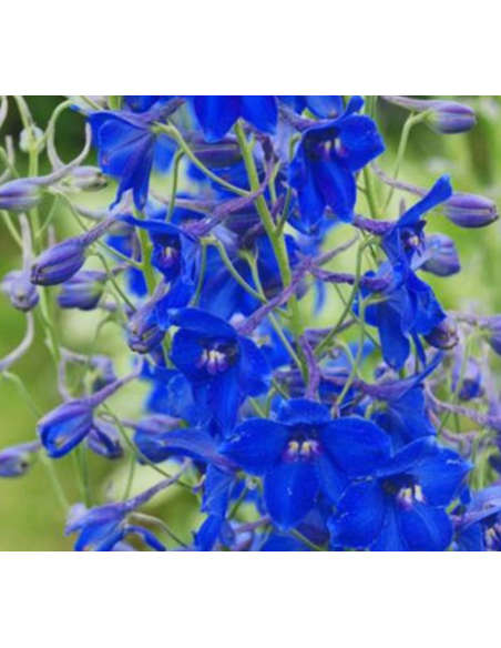 Delphinium Volkenfrieden – Wholesale & Bulk (80cm, 140 Stems)